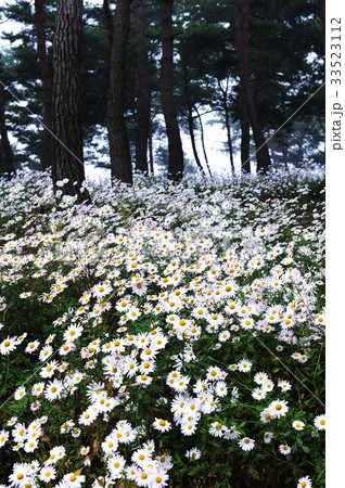 グジョルチョ 松 森 33523112