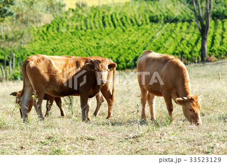 草食動物 哺乳類 草 33523129