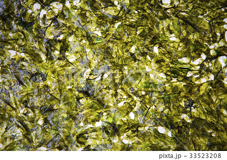 キム 食べ物 フード 33523208