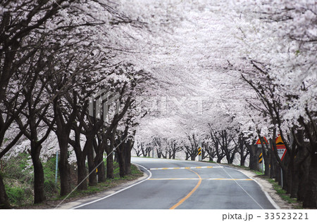 大源寺 桜 宝城郡 33523221