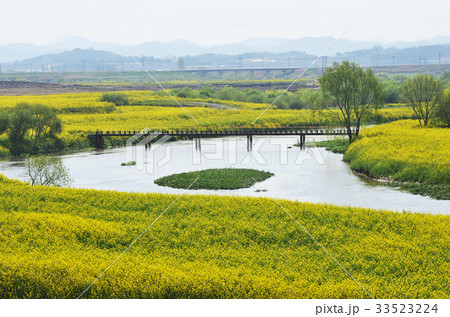 橋 春の花 栄山江 33523224