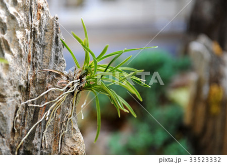 フォーカス 室内 園芸 33523332