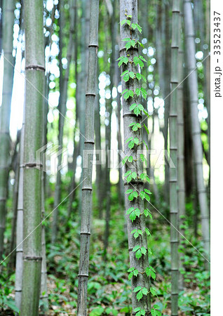 潭陽郡 竹 全羅南道 33523437