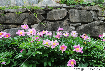 花 石垣 シャクヤク 33523573