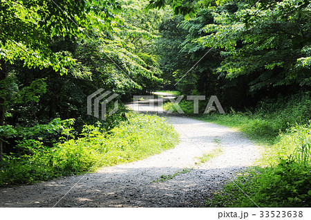 曲線道路 木 緑 33523638