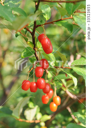 枝 菩提樹 赤 33523655