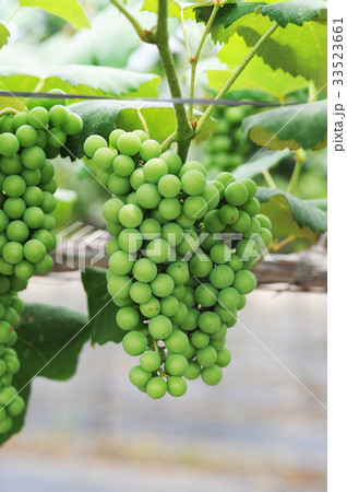 フルーツ 果物 全羅南道 33523661