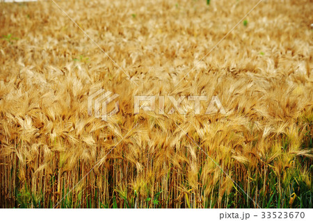 秋 田畑 農作物 33523670