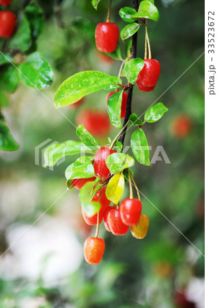 枝 菩提樹 実 33523672