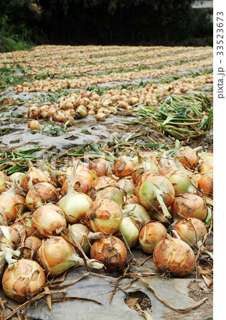 田畑 タマネギ 全羅南道 33523673