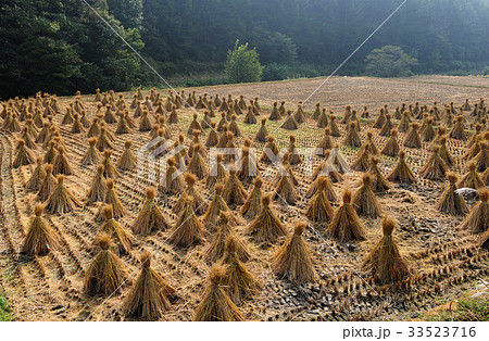 ノン ビョトダン 全羅南道 33523716