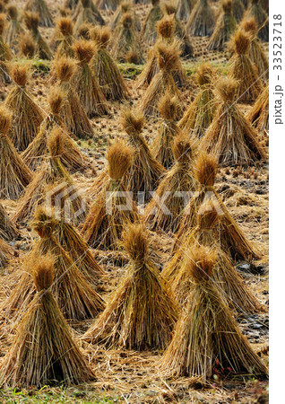 田畑 ビョトダン 全羅南道 33523718