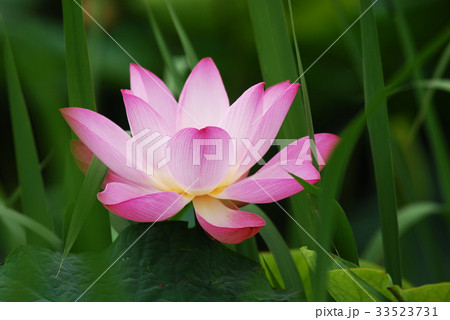 花 ピンク 蓮 33523731