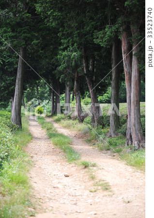 木 の多元 全羅南道 33523740