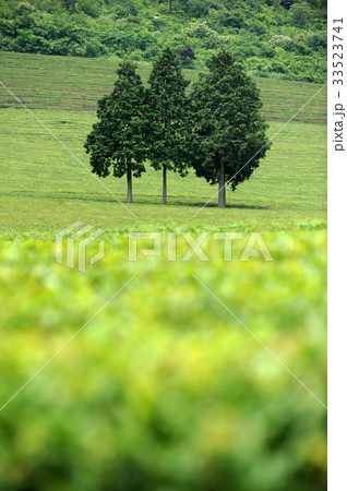 緑茶畑 の多元 全羅南道 33523741