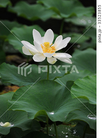 花 フォーカス 池 33523855