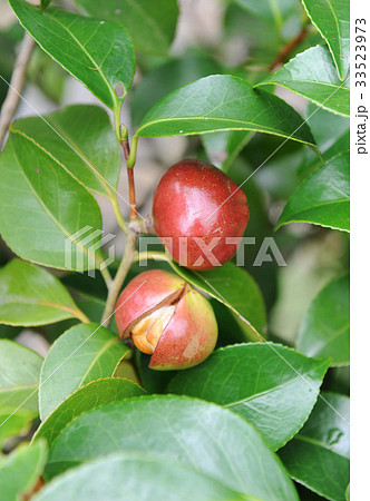 枝 木 椿 33523973