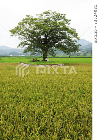 木 全羅南道 韓国 33524081