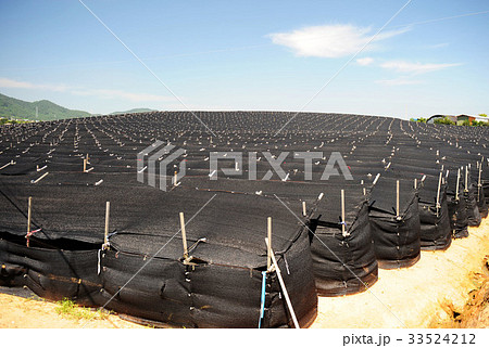 健康食品 霊光郡 高麗人参畑 33524212