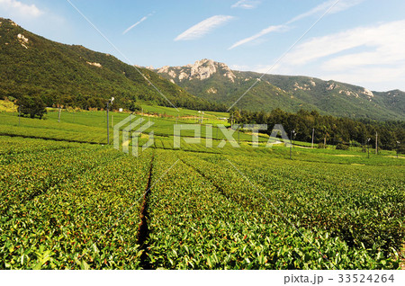 緑茶畑 農場 山 33524264