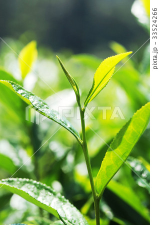 康津郡 緑茶畑 緑茶葉 33524266