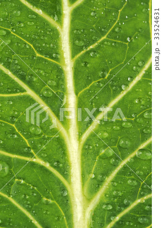 生 なまもの 葉脈 33524631
