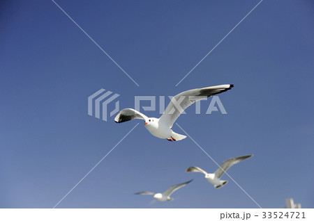 カモメ 羽ばたき 自然 33524721