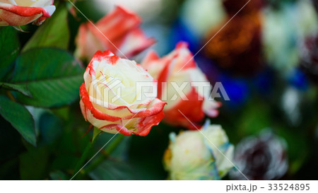 White and red rose, Two tone 33524895