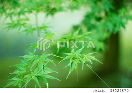 銀杏の葉 銀杏の葉 33525379