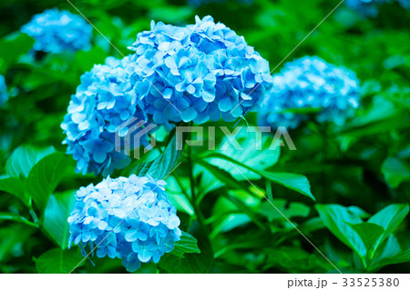 紫陽花 33525380