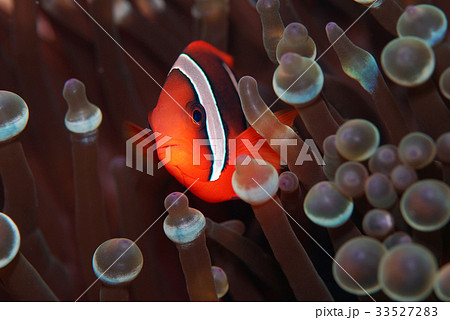 クマノミ イソギンチャク クマノミ イソギンチャク 33527283