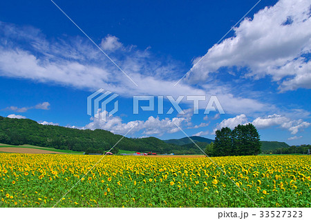 滝上町　ひまわり畑 33527323