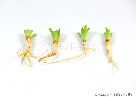 Coriander root. 33527599