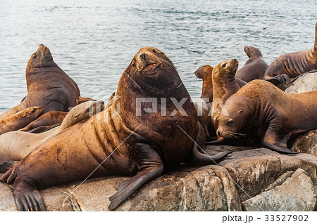 Steller's Sea Lions, Kenai Fjords National Park 33527902