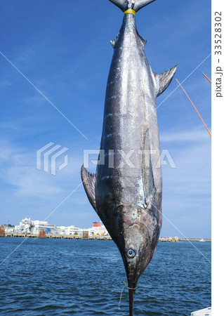 釣り上げられたカジキマグロ 茨城ビルフィッシングトーナメント の写真素材 3352