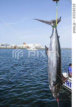 釣り上げられたカジキマグロ 茨城ビルフィッシングトーナメント 釣り上げられたカジキマグロ 茨城ビルフィッシングトーナメント 33528319