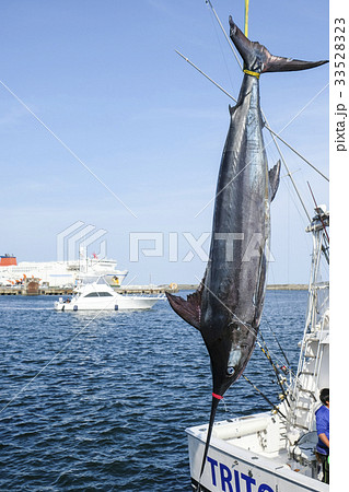 釣り上げられたカジキマグロ 茨城ビルフィッシングトーナメント 釣り上げられたカジキマグロ 茨城ビルフィッシングトーナメント 33528323
