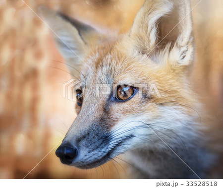 Kit Fox Portrait 33528518