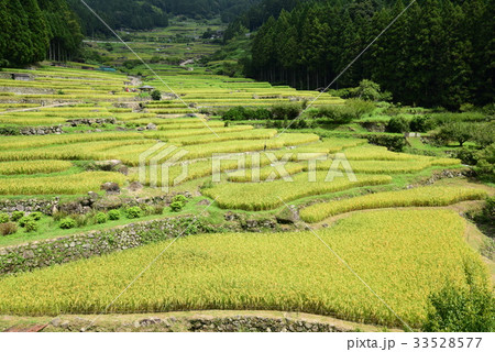 四谷千枚田 33528577