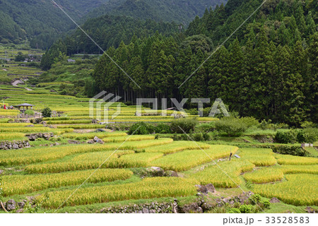 四谷千枚田 四谷千枚田 33528583