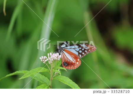 蝶々　アサギマダラ 33528710