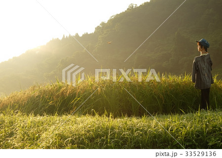 稲を見守る案山子 33529136
