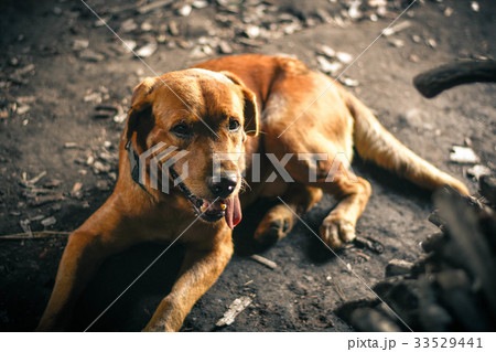 The brown dog rest on the ground 33529441