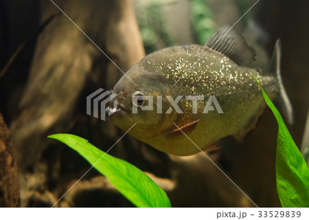 close up on piranha fish 33529839