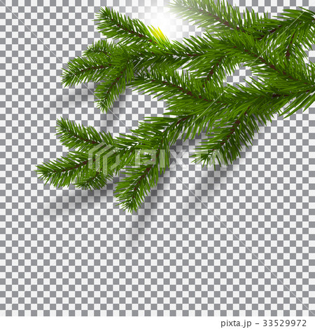 Two green, realistic shadows with spruce branches 33529972
