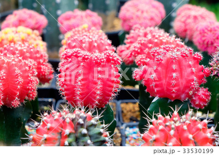 cactus flower close up,gymnocalycium mihanovichii 33530199