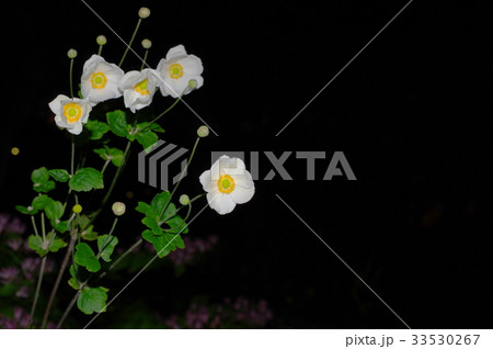 夜の秋明菊(一重咲き) 夜の秋明菊(一重咲き) 33530267