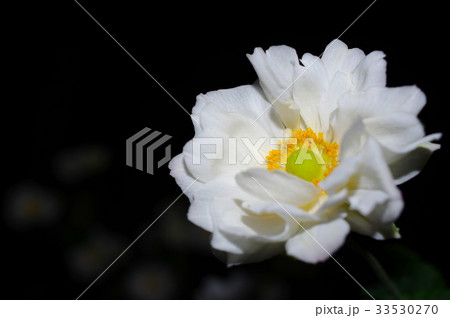 夜の秋明菊(八重咲き) 夜の秋明菊(八重咲き) 33530270