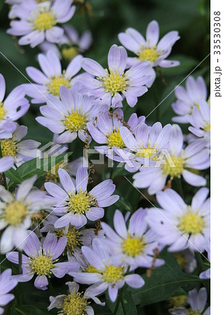 ミヤコワスレ ミヤコワスレ 33530308