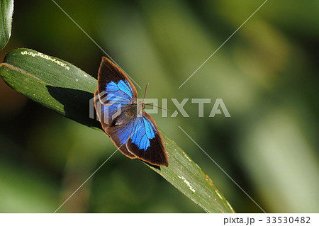 ムラサキシジミ(メス) ムラサキシジミ(メス) 33530482